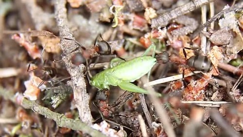 A Group of Ants Have Attacked a Green Grasshopper and are Dragging It Into an Anthill