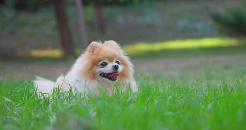 Happy Little Cute Fluffy Pedigree Pomeranian Dog Laying Resting Outdoor at Park on a Grass Lawn