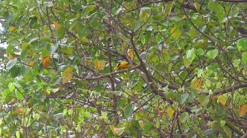 Golden Bird Perched on Branch in Lush Tree