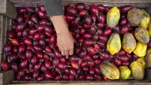 Hand Sorting Fresh Fruit in a Crate