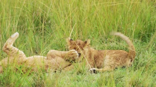 Cute Lion Cubs Playing in Africa, Funny Young Baby Animal Lions in Grass on African Wildlife Safari
