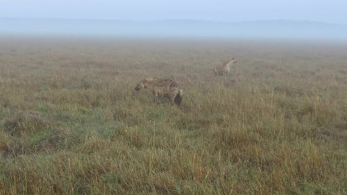 Hyenas in Foggy Field
