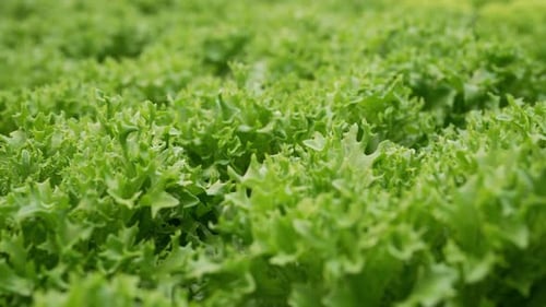 Growing Eco Plants Lettuce Salad Batavia Plantation in Hydroponic Conditions