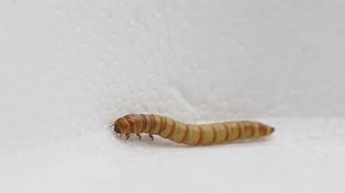 A Zophobas morio or Giant Mealworm standing on a piece polystyrene.