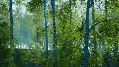 Panorama of Birch Forest with Sunlight