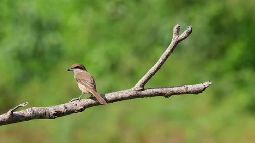 Seen facing to the left, looks around then poops, hot and windy afternoon; Brown Shrike, Lanius cris