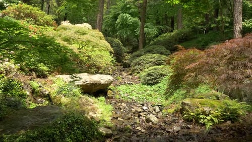 Peaceful midwest stream flows through lush green forest landscape in summertime sunlight