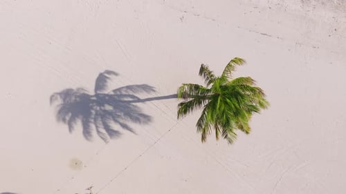 A Stunning Aerial View Showcasing a Vibrant Palm Tree in Key West Florida