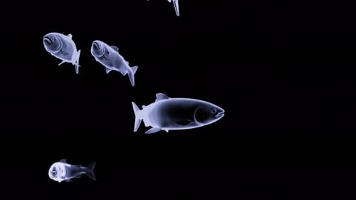 Abstract X-Ray Fish Swimming Animation
