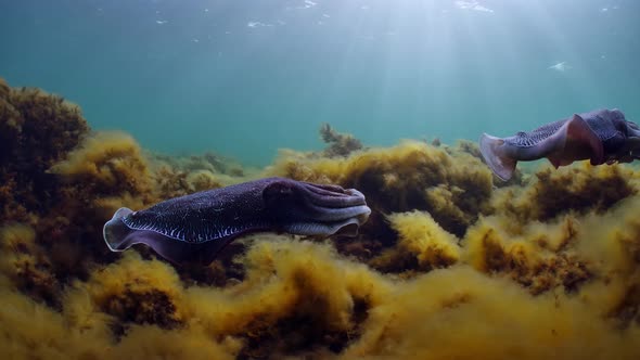 Giant Australian Cuttlefish Sepia apama Migration Whyalla South ...