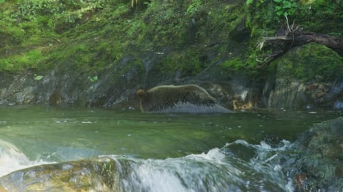 The bear stuck his head into the river looking for fish.