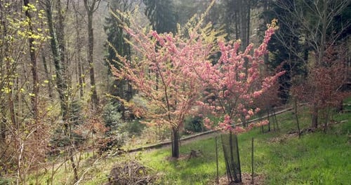 Pink flowers in Arboretum of Aubonne, Switzerland. High angle