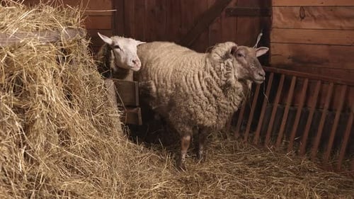 Sheep Standing in Straw-Filled Barn with Wooden Feeders