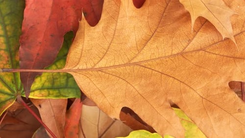 Autumn Leaves Close Up in Seasonal Color