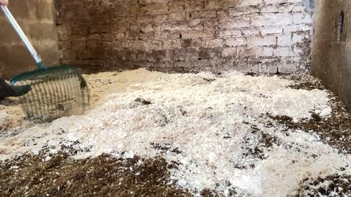 Cleaning Animal Stable With Wood Shavings and Rake