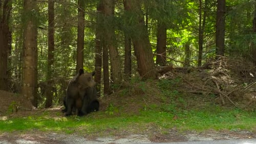 Brown Bear Walking on the Edge of a Forest