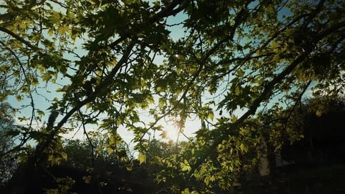 Sunlight Filtering Through The Trees Leaves 2