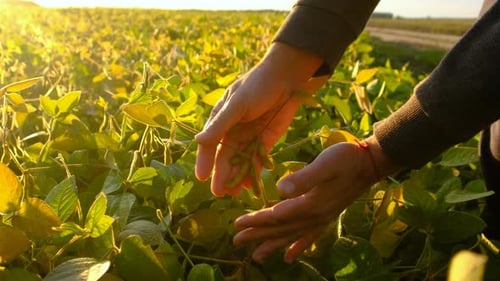 Soybeans Growing in a Field Selective Focus