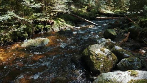 Beautiful green forest with clear flowing river, rocks and rapids