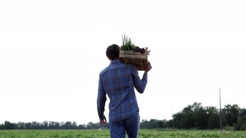 A farmer in an agricultural field carries a vegetable box. Agriculture industry concept.