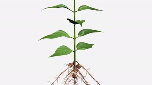 Isolated blooming plant with visible roots and tubers