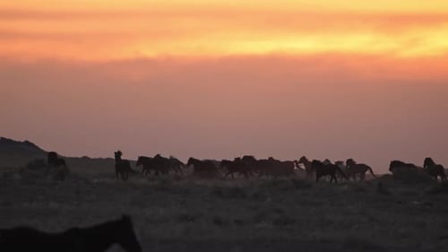 Wild horses running through the landscape during colorful sunset in Utah