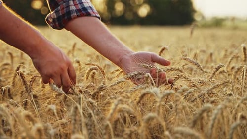 Person Touching Wheat in a Golden Field