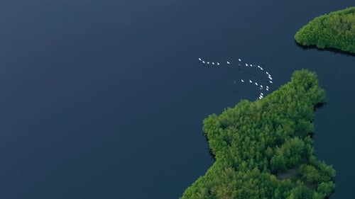 Florida Wetlands with Flocks of White Egret and Heron Birds Flying Over Green Swamp Vegetation