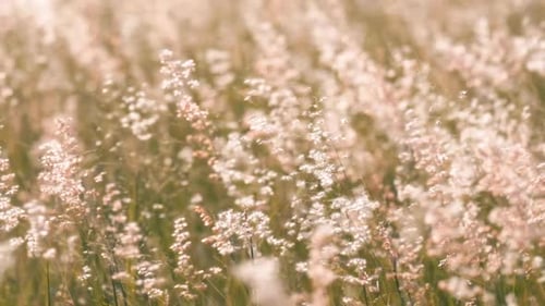 Slow motion of beautiful flowers of grass slowly swayed by the wind.