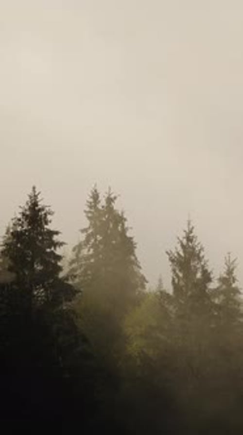 Vertical Screen Dense European Forest in Foggy Weather Beautiful Untouched and Pristine Natural
