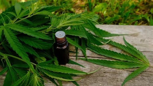 Suplementos de cannabis e foco seletivo em homeopatia