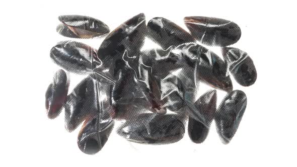 Packaging And Freezing Mussels In Shells, Food Stock Footage ft. vacuum ...