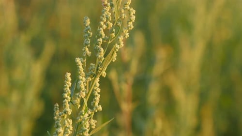 Une branche de fleur d'herbe à poux dans un champ au coucher du soleil