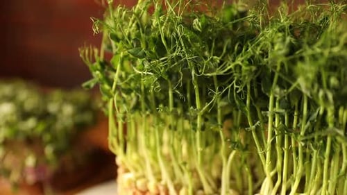 Bright Green Pea Shoots Growing Upward in Macro Shot