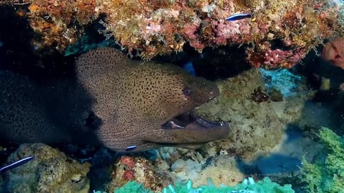 Close-up underwater footage of a giant moray eel in Mauritius. Fascinating marine predator