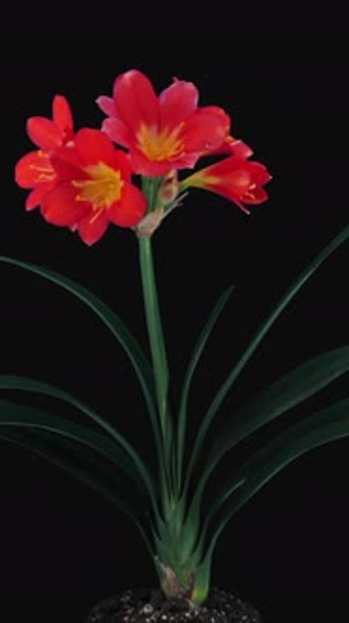 Time-lapse de la croissance de la fleur de Clivia Miniata, orientation verticale