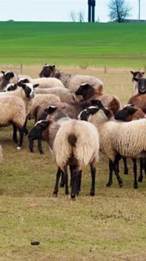 Flock of Woolly Sheep Grazing in a Green Field
