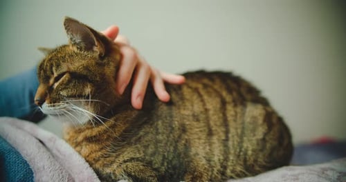 Owner pets striped house cat on the back while cat is closing eyes