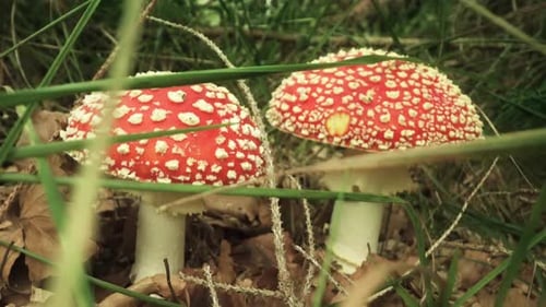 Fly Agaric Red Mushrooms in the Woods