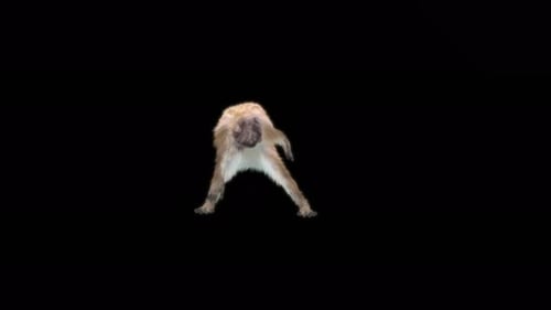 34 Monkey Dance 4K