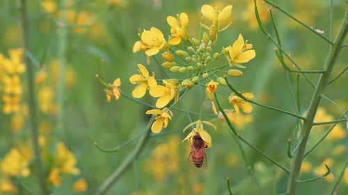 Honey bee die during pollinating the vibrant golden yellow flowers of rapeseed plant, close up shot