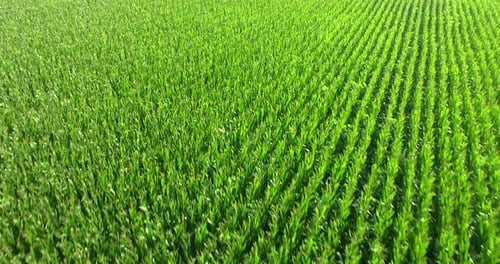 aerial view of a bio corn field on a sunny day. concept of agriculture, nature and correct and org