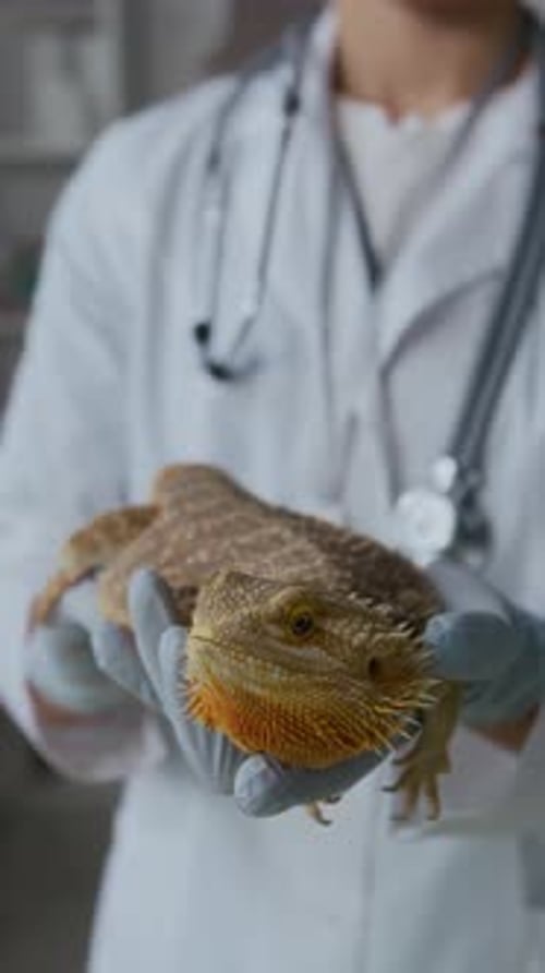Veterinarian Holds a Bearded Dragon Animal Patient