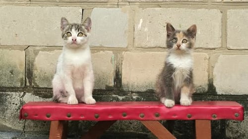 Two Cute Kittens Sitting on Bench