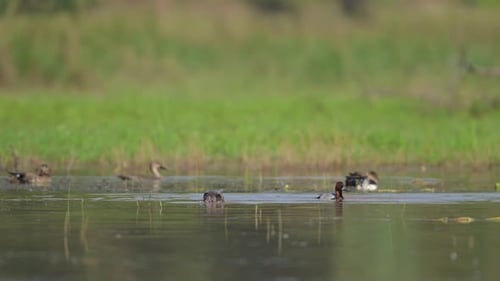 Swiming duck. Common Pochard. (Aythya ferina). Nature background