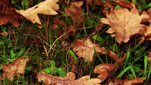 Close Up of Autumn Leaves on Green Grass