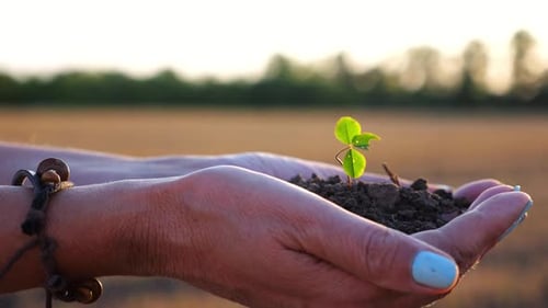 Female Hands of Farmer Holding Small Green Sprout at Meadow at Sunset Agronomist Getting Ready to