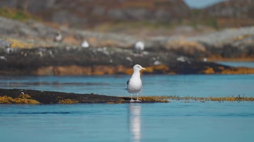 A common seagull perched on the algae-covered rocks. Blurry background. Slow-motion, orbit.