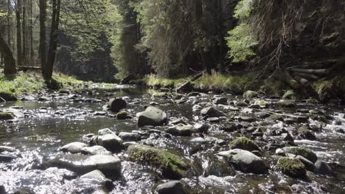 A Shallow Brook Runs Past Rocks in a Forest on a Sunny Day