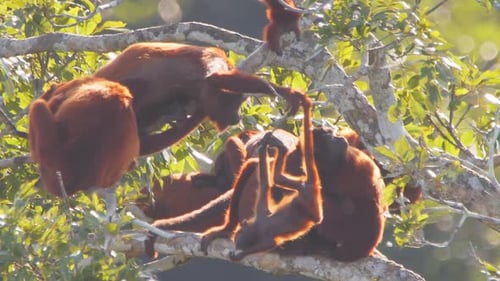 Baby Red Howler Monkey Interacting with Group on Tree Branches in Lush Forest Canopy